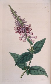 Illustrated are the ovate leaves and panicles of distinctly curved, dark violet flowers.  Botanical Register f.4, 1846.