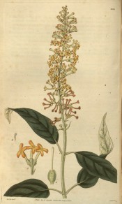 Shown are lance-shaped leaves and bright orange-yellow flowers in pendulous panicles.  Curtis's Botanical Magazine t.2824, 1828.