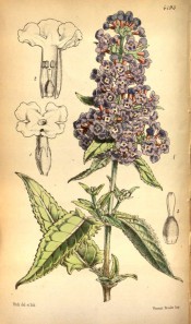 Figured are toothed, lance-shaped leaves and upright panicle of small blue flowers.  Curtis's Botanical Magazine t.4793, 1854.