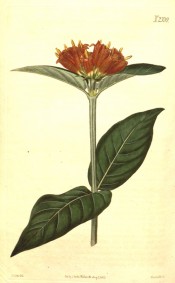 Shown are ovate leaves and terminal clusters of bell-shaped orange to scarlet flowers. Curtis's Botanical Magazine t.2339, 1822.