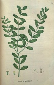 The image shows glossy, ovate to oblong leaves, notched at the tips.  Saint-Hilaire Tr. pl.34, 1825 .