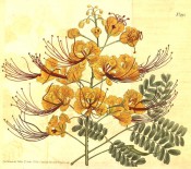 Shown are 2-pinnate leaves and erect racemes of bowl-shaped orange-yellow flowers.  Curtis's Botanical Magazine t.995, 1807.
