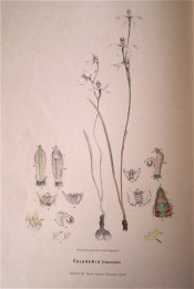 Figured are tuber, single, lance-shaped leaf, and large white flowers with pink and green markings.  Fitzgerald, c.1879.