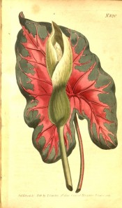 Depicted is a heart-shaped leaf, red and brown, and a single white flower.  Curtis's Botanical Magazine t.821, 1805.