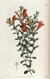 Figured are small, opposite, ovate leaves and tubular red flowers.  Botanical Register f.1747, 1836.