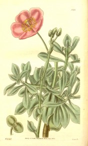 Illustrated is a succulent with fleshy leaves and single rose-pink flower.  Curtis's Botanical Magazine t.3379, 1835.