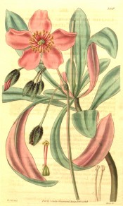 The illustration shows leaves, red at the back, and single rose-coloured flowers.  Curtis's Botanical Magazine t.3357, 1834.