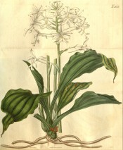 Shown are pseudo bulbs, leaves and flower spike with pure white flowers.  Curtis's Botanical Magazine t.2615/1826.