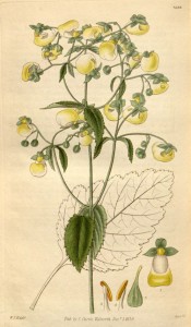 The image depicts the pale lemon yellow lady's slipper flowers.  Curtis's Botanical Magazine t.3036, 1830.