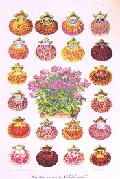 The image depicts a single flower from 20 varieties of Calceolaria, all brightly coloured.  L'Illustration Horticole 1856.