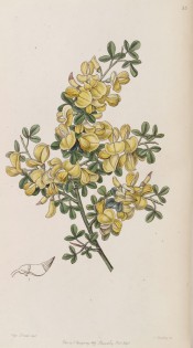 Figured are trifoliate leaves and pea-like, vivid yellow flowers.  Botanical Register  f.55, 1846.