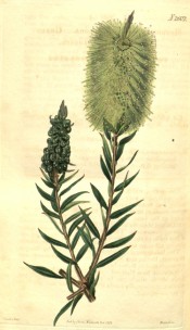 Figured are the willow-like leaves and green bottle-brush flowers.  Curtis's Botanical Magazine t.2602, 1825.