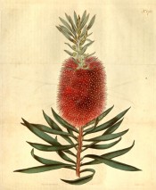 Figured are the willow-like leaves and bright red bottle-brush flowers.  Curtis's Botanical Magazine t.1761, 1815.