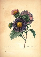 Figured are double China Asters in shades of pink and blue.  Redout? Choix des Plus Belles Fleurs pl.121, 1833.