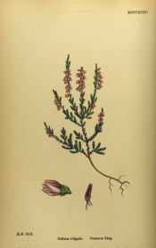 Figured is the whole plant, small leaves and racemes of pink bell-shaped flowers.   English Botany vol.6, pl.DCCCXCIV, 1866.