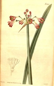 Illustrated are leaf and flowering stem with red-pink, funnel-shaped flowers.  Curtis's Botanical Magazine t.2100/1819.