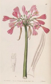 Illustrated are leaf and flowering stem with pink, funnel-shaped flowers.  Botanical Register f.26, 1840.