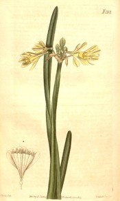 Illustrated are leaf and flowering stem with yellow, funnel-shaped flowers.  Curtis's Botanical Magazine t.2101, 1819.