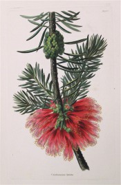 Figured are small, needle-like leaves and bottle-brush-like bright red flowers.  Loddiges Botanical Cabinet no.1447, 1828.