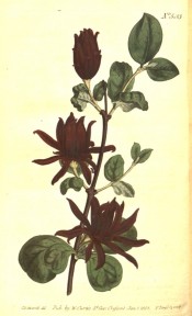 Illustrated are ova leaves dark red flowers with numerous petals.  Curtis's Botanical Magazine t.503, 1801.