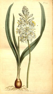 Figured are bulb, lance-shaped leaves and raceme of cup-shaped blue flowers.  Curtis's Botanical Magazine t.1574, 1813.