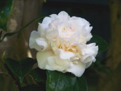 A beautiful, very double, white, pink-flushed camellia.