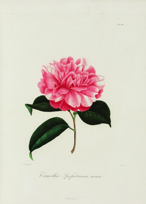 Hortus Camdenensis | Camellia japonica ‘Spofforthiae Carnea’