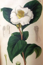 Shown is a single white camellia flower with a large bunch of stamens in the centre.  Curtis's Botanical Magazine t.2745, 1827.