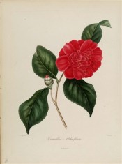The picture shows a very double cherry red camellia flower.