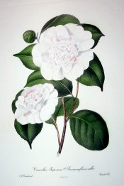 The image depicts a white anemone-form flower with occasional pink splashes.  Chandler pl.21, 1831.