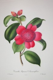 Depicted is a bright red flower with 5 outer petals and a globular mass of inner petals.  Chandler pl.8, 1831
