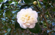 Depicted is a very double flower with crowded petals of a very pale pink ground colour and a few deep pink splashes.  CM, 2007.