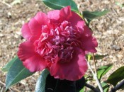 Illustrated is a camellia with bright red flowers, the inner petals small and jumbled.  Camden Park.  