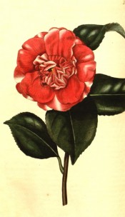 Figured is an anemone-form, bright red camellia with an occasional white blotch.  Curtis's Botanical Magazine t.2571, 1825.