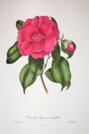 Illustrated is a camellia with semi-double, dark crimson red flowers.  Chandler pl.10, 1831.