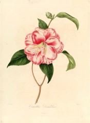 Figured is a camellia with double white flowers, strongly marbled red, with some petals red or white.  Berlèse vol.1 pl.9, 1841.