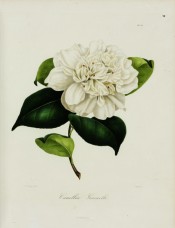 Figured is an anemone-form camellia with a pure white flower.  Berlèse v.II pl.132, 1843.