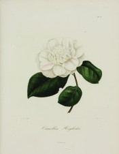 Figured is a double anemone-form, pure white camellia with pale pink stripes.  Berlèse v.II pl.177, 1843.