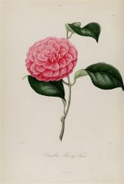 Figured is a deep pink, double flower with imbricated petals.  Berlèse v.1 pl.99, 1841.