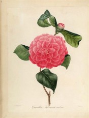 Figured is a double red camellia with regularly imbricated petals.  Berlèse Iconographie vol 1 pl.8, 1841.