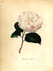 Figured is a double white camellia with regularly imbricated petals streaked red.  Berlèse Iconographie vol 1 pl.40, 1841.