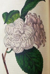 figured is a double camellia, petals arranged in six rows, pale blush in colour.  Botanical Register f.112, 1816.