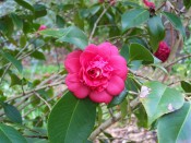 Shown is a bright crimson camellia, very double, outer petals large and flat, inner crowded and erect.  Photograph Colin Mills.