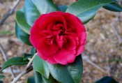 Figured is a scarlet crimson camellia, outer two petal rows large and flat, inner smaller, erect and confused.  CP photograph.
