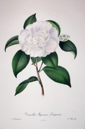 Figured is a pure white double camellia, the inner petals jumbled, with red streaks on the petals.  Chandler pl.9, 1831.