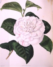 Figured is a double camellia, the petals having a white ground with pink stripes.  Loddiges Botanical Cabinet no.1745, 1833.