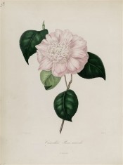 Illustrated is a camellia with a white ground spotted and striped with crimson.  Berlèse Iconographie vol.1 pl.38, 1841.