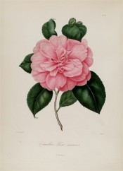 Figured is a double camellia, the petals a clear deep pink.  Berlèse Iconographie vol.1 pl.87, 1841.