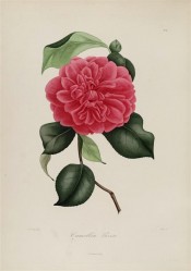 Figured is a double camellia with red flowers, the petals irregular and finely veined.  Berlèse Iconographie vol.1 pl.81, 1841.
