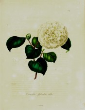 Figured is a very double pure white camellia, the central petals contortd.  Berlèse Iconographie vol.I pl.89, 1841.